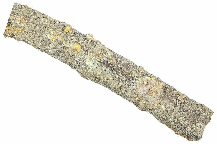 Devonian Petrified Wood (Callixylon) Section - Oldest True Wood #363317